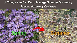 Will Your CA Native Garden Look Dead in Summer You Decide  Summer Dormancy Explained [upl. by Galang]