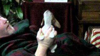 Piebald weiner dachshund puppy howling [upl. by Amaris]