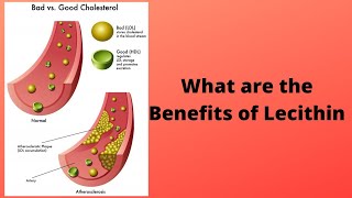 What are the Benefits of Lecithin [upl. by Mateya]