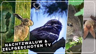 Geluid van nachtzwaluw vleermuis onder parasol en hooiwagenkrab  Zelf Geschoten  Vroege Vogels [upl. by Vitia]