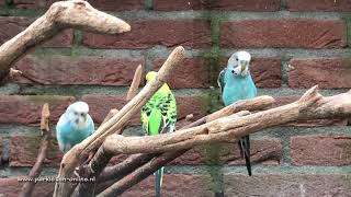 Parkieten geluiden – Parakeet sounds – Lovebird sounds – Budgie sounds – Budgerigar sounds [upl. by Charlot]