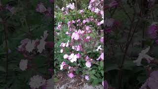 Silene SileneDioica RedCampion plants garden flowers nature travel holiday ep4 [upl. by Kahl]