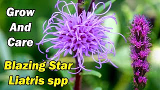 How to Grow and Care for Blazing Star Liatris spp [upl. by Lehplar]