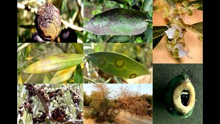 Identifying and Treating Olive Tree Diseases  How to cure olive tree diseases [upl. by Htomit]