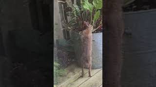 Rascally rabbit Juvenile hare enjoys my Swiss chard 😂 [upl. by Irehs17]