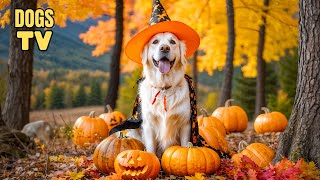 🔴 TV For Dogs on Halloween Deep AntiAnxiety TV for Dogs  Happy Halloween Tune To Calm Your Dogs [upl. by Nagiem]