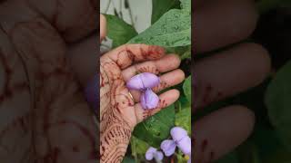 bollywood music song love bollywoodsongs flowers gardenbeauty flowertypes nature [upl. by Eseuqram181]