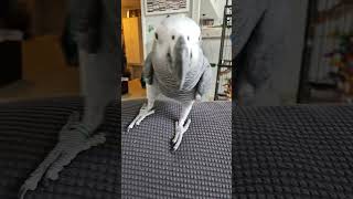 ClaraneCarterTHEAfricanGrey  coolest bird ever [upl. by Alemahs]