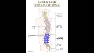 spinalcord [upl. by Ameg]