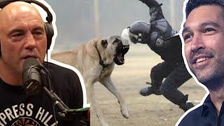 Russian Dogs vs Wolves The Ultimate Showdown  Joe Rogan [upl. by Aslin228]