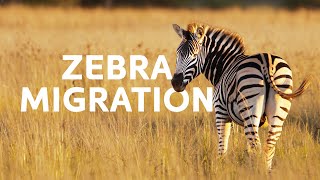 One Zebras Battle For Survival During The Great Migration  Punda The Zebra Documentary [upl. by Alleuqahs890]