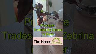 Propagate Tradescantia Zebrina in Water 🌿  StepbyStep Guide [upl. by Jenica]