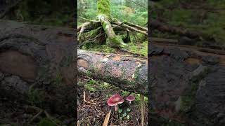 Beautiful russula mushroom [upl. by Thagard]