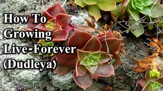 How To Growing LiveForever Dudleya [upl. by Ymassej60]