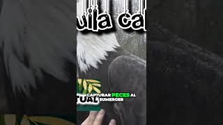 El poderoso espíritu guía del águila calva en América del Norte [upl. by Anitsim]