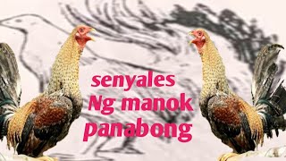 7 Mga Senyales Ng Manok Pangsabong Part Il JohmTV [upl. by Malamud]