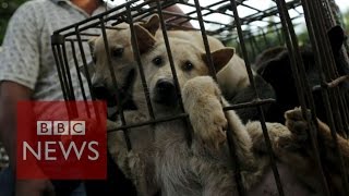 Chinas dog meat festival  BBC News [upl. by Aicilaana]