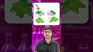 CBSE Class 11 Biology  Plant Kingdom  Bryophyte Liverworts Life Cycle  OneMinute Video [upl. by Lynelle]