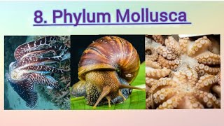 8 Phylum Mollusca class 11  All about phylum Mollusca by PD Mam [upl. by Eceinwahs]