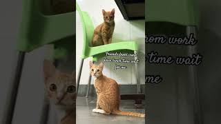 Friends from work place cats bonded youtubeshorts catlover [upl. by Herates]