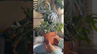 Jade plant pruning and propagating plantcare succulents jadeplantcare propagation [upl. by Ahsenyl61]