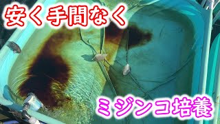 【めだか】紫延リアル化計画とミジンコの培養鶏糞Ver Ｂ型おやじ [upl. by Giltzow366]