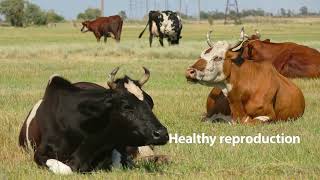 Optymax by Apical Revolutionizing Livestock Nutrition and Sustainable Animal Feed Solutions [upl. by Neirb870]