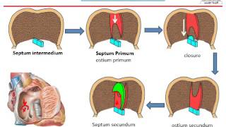 Heart embryology 3 Atrial septation [upl. by Crandell]