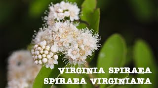 Virginia Spiraea Spiraea virginiana  River Scour Prairie  Gauley River West Virginia [upl. by Suivatra]