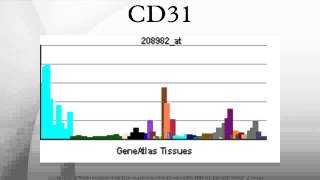 CD31 [upl. by Anrim]