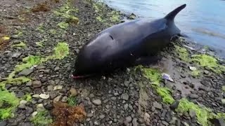 Dead dolphins wash up on Mauritius beach near oil spill site [upl. by Rosamond]