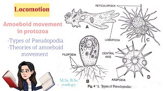 LocomotionAmoeboid movement in protozoaTypes of Pseudopodia Theories of Amoeboid movt MSc BSc [upl. by Nnahtur]