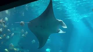 Ocean Voyager Whale Sharks Feeding [upl. by Allissa]