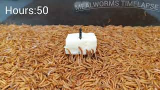 Thousands of Mealworms vs White Cow Cheese Mealworms Timelapse [upl. by Hadihahs655]