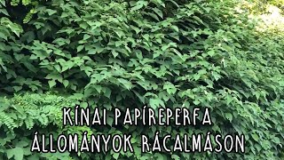 Kínai papíreperfa állományok Rácalmáson Broussonetia papyrifera [upl. by Enimajneb]