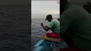 Trevally Fish Caught Using Prawn Baits fishing fishingvideo seafishing [upl. by Arella]