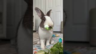 Let’s make my rabbits a salad 🐰 rabbits rabbit pets asmr mukbang shortsfeed [upl. by Shutz643]