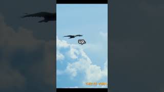 BRAVE Flight How Bella Conquered🐦💪MotivationalStory Inspiration NeverGiveUp ViralShorts viral [upl. by Mal]