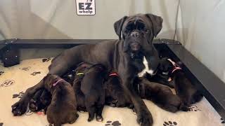 PuppyFindercom  Current Litter of Heavily Reverse Brindle quotBlackquot Boxer Puppies [upl. by Enilada]