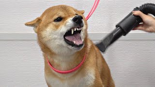 Crazy Shiba Inu won battle against groomer [upl. by Ayin]