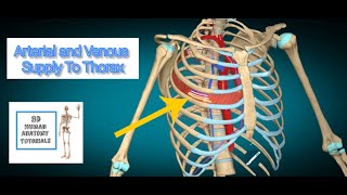 Arterial and Venous Supply To Thorax I Human Anatomy Tutorial [upl. by Housen]