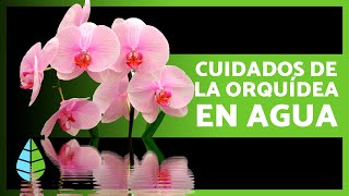 Cómo CULTIVAR ORQUÍDEAS en AGUA 🌸 Cuidados Fertilizante y Reproducción [upl. by Tristam]