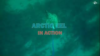 Der neue Balzer Arctic EEL  Liveaufnahmen Unterwasser  Heilbutt Action pur [upl. by Aicertap278]