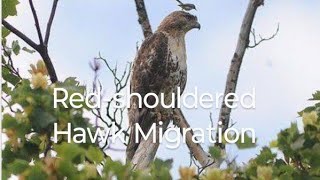 Redshouldered Hawk Migration hawk hawks [upl. by Sowell]