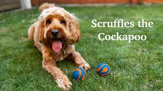 Scruffles the Cockapoo 🐶 [upl. by Callan]