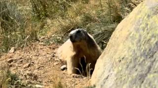 Marmotte dans les Pyrénées Orientales  krupaphotofr [upl. by Adlev]