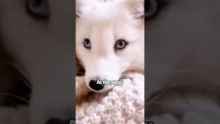 A fox mistaken for a dog shortvideo rescue cuteanimals pets animals fox [upl. by Hgielsa]