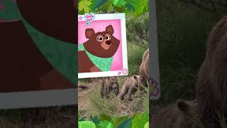 How Bears Hibernate Shorts  Vida The Vet  Animal Cartoons For Kids AskVida [upl. by Nhguav717]