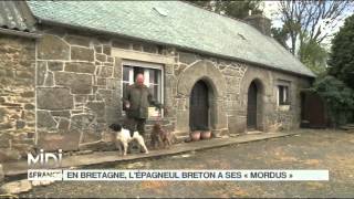 LE FEUILLETON  En Bretagne lépagneul breton a ses quotmordusquot [upl. by Ackerley80]