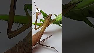 Mantis vs Mantis Epic Battle mantis [upl. by Xuerd173]